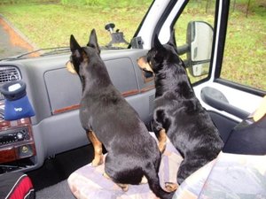 Hundar på väg.JPG Hundar på väg.JPG