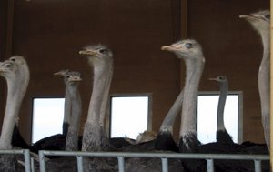 struts1.jpg struts1.jpg