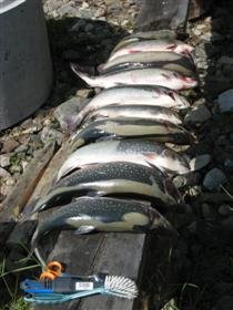 Landön 7 aug (Custom).jpg Landön 7 aug (Custom).jpg