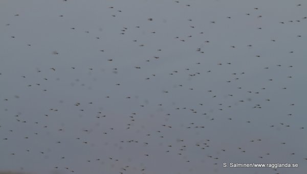 jjjjjjjjjjjjjjjjjj 016.JPG