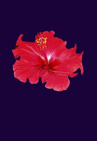 HIBISKUS_1.JPG