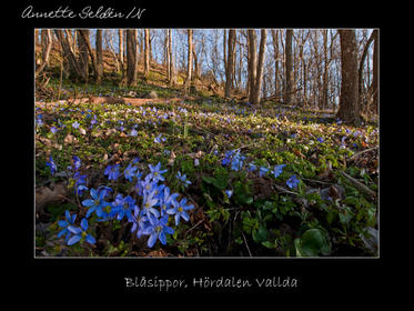 Reservat webb-15.jpg