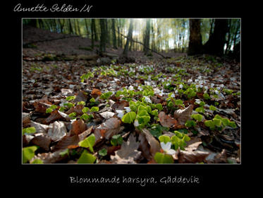 Reservat webb-19.jpg