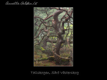 Reservat webb-23.jpg