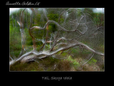 Reservat webb-26.jpg