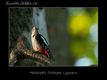 Reservat webb-35.jpg