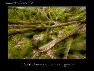 Reservat webb-37.jpg