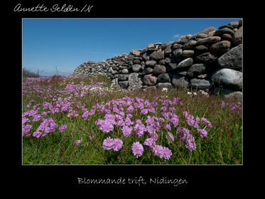 Reservat webb-40.jpg