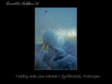 Reservat webb-43.jpg