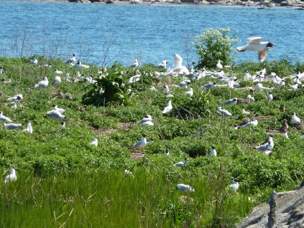 P1000494 förminskad.jpg