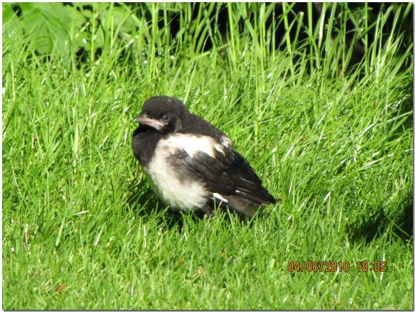 IMG_0195 kopiera.jpg a.jpg