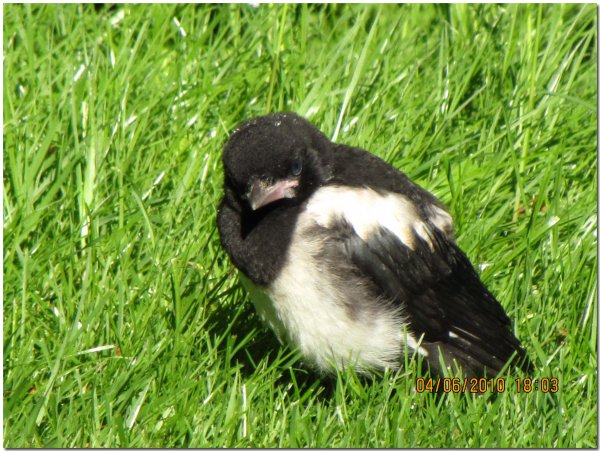 IMG_0198 kopiera.jpg b.jpg