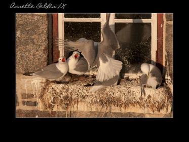 Nidingen 1-20.jpg Nidingen 1-20.jpg