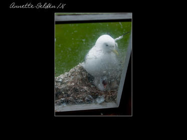 Nidingen 1-02.jpg Nidingen 1-02.jpg