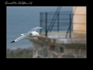 Nidingen 1-03.jpg Nidingen 1-03.jpg