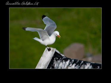 Nidingen 1-04.jpg Nidingen 1-04.jpg