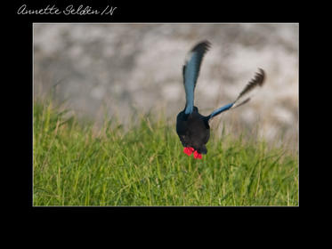 Nidingen 1-07.jpg Nidingen 1-07.jpg