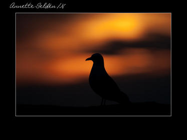 Nidingen 1-08.jpg Nidingen 1-08.jpg