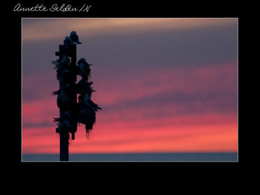 Nidingen 1-11.jpg Nidingen 1-11.jpg