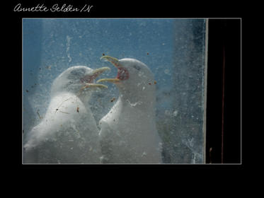 Nidingen 1-13.jpg Nidingen 1-13.jpg