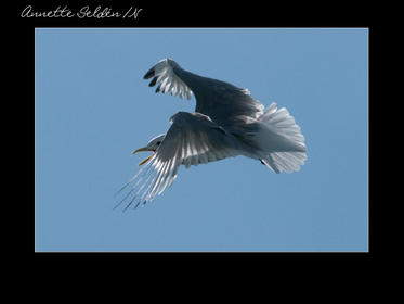 Nidingen 1-14.jpg Nidingen 1-14.jpg