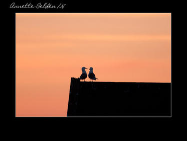 Nidingen 1-15.jpg Nidingen 1-15.jpg