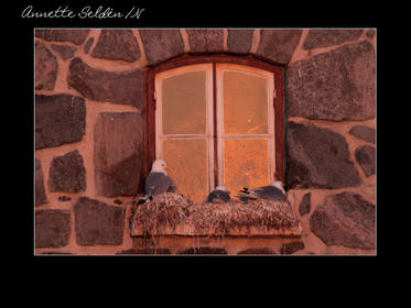 Nidingen 1-16.jpg Nidingen 1-16.jpg