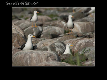 Nidingen 1-17.jpg Nidingen 1-17.jpg