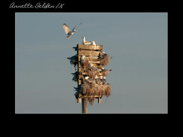 Nidingen 1-18.jpg Nidingen 1-18.jpg