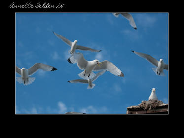 Nidingen 1-21.jpg Nidingen 1-21.jpg