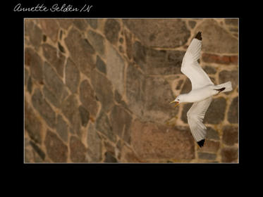 Nidingen 1-25.jpg Nidingen 1-25.jpg