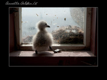 Nidingen 1-29.jpg Nidingen 1-29.jpg