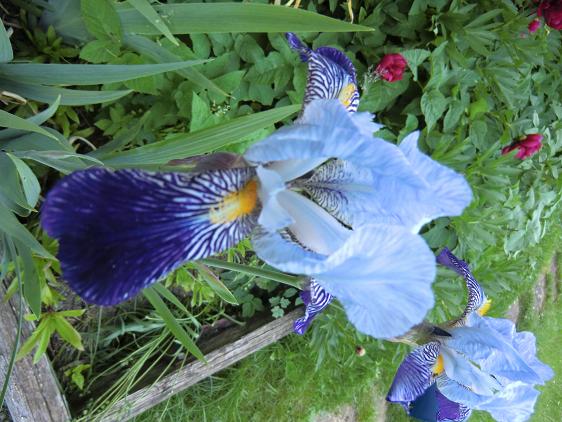 nya kameran test 099.jpg