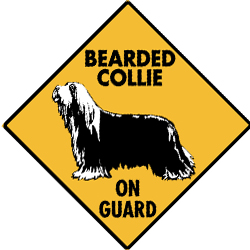 bearded_collie3.jpg