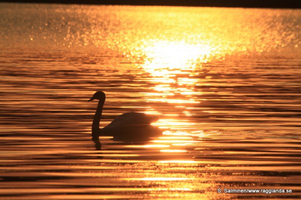 mnmnn 089.JPG mnmnn 089.JPG