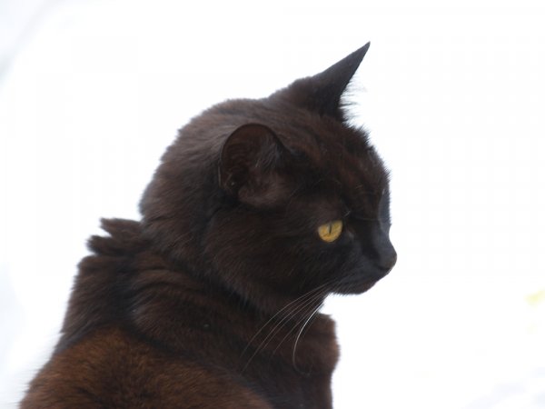 sista bilden på Millan.jpg