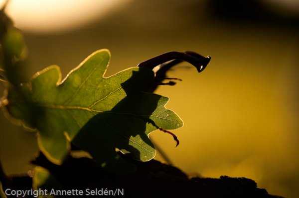 DSC_9074.jpg DSC_9074.jpg