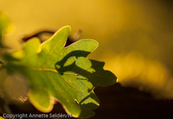 DSC_9100.jpg DSC_9100.jpg