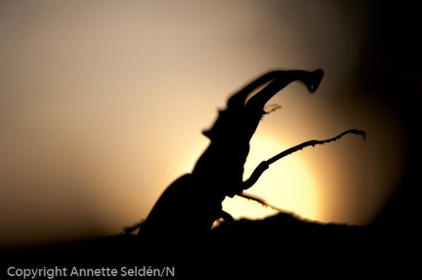 DSC_9160.jpg DSC_9160.jpg