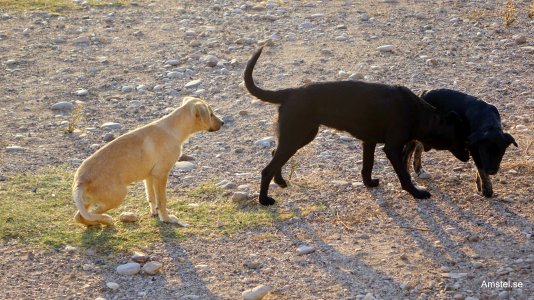 Bozas-Sagiada20141104-12.JPG Bozas-Sagiada20141104-12.JPG