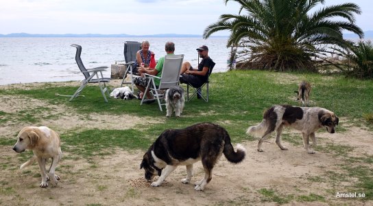 MiraWovviTikaGang.JPG MiraWovviTikaGang.JPG