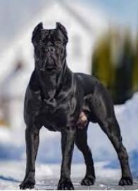 Cane Corso.JPG