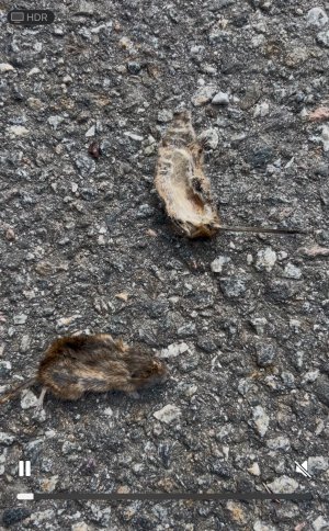 IMG_1097.jpeg