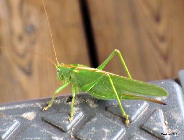 Semester 2010 730.jpg