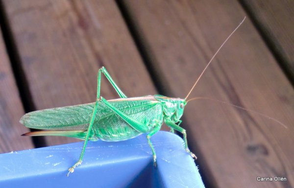 Semester 2010 725.jpg