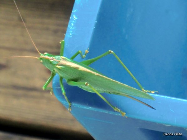 Semester 2010 720.jpg