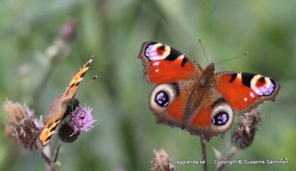 helikpter o fjärilar 011.JPG