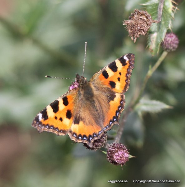 helikpter o fjärilar 013.JPG