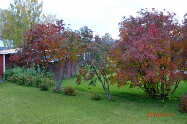 sept 2010  Murjek 011.jpg