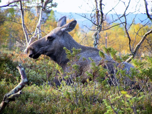 gröclesjön 2010 020.JPG